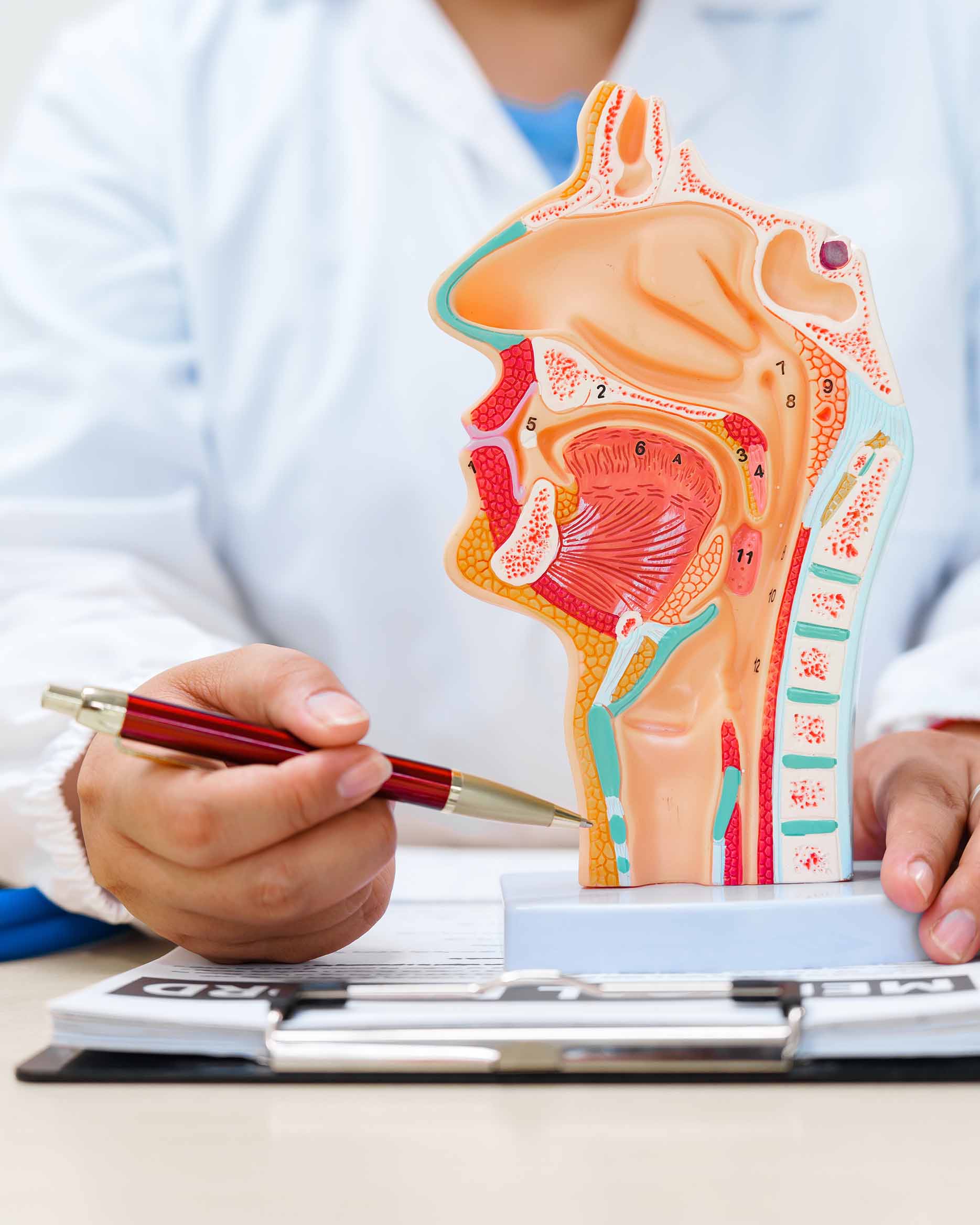 ENT physician reviewing a sinus and airway anatomical model with a patient
